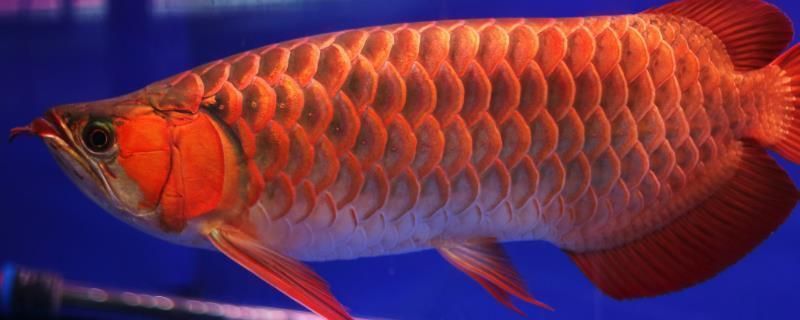 龍魚幾個小時喂一次：龍魚喂食頻率及注意事項