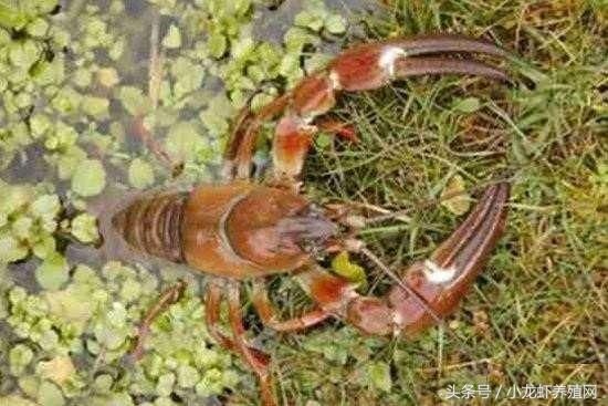 龍魚眼瞎了怎么進食？：龍魚眼瞎了怎么進食解決方案龍魚掉眼的原因之一是生活環境的變化