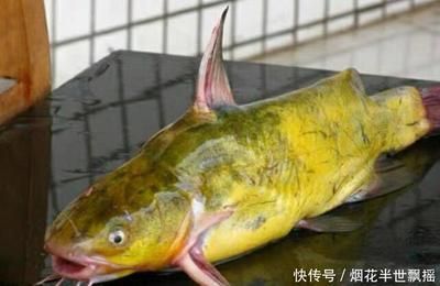 龍魚眼瞎了怎么進食？：龍魚眼瞎了怎么進食解決方案龍魚掉眼的原因之一是生活環境的變化