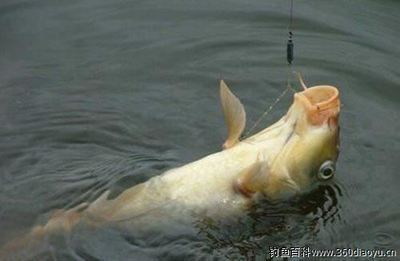 龍魚眼瞎了怎么進食？：龍魚眼瞎了怎么進食解決方案龍魚掉眼的原因之一是生活環境的變化