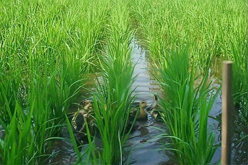 金龍魚在鄉村振興中有哪些具體舉措？