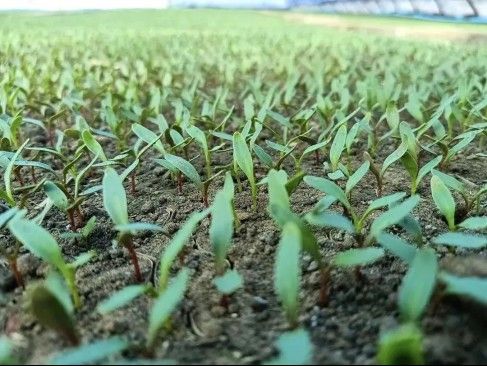 金龍魚在鄉村振興中有哪些具體舉措？