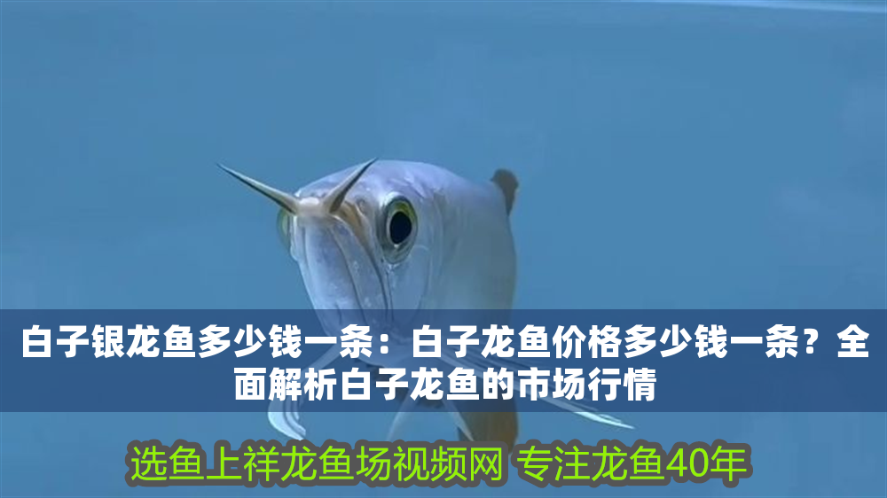 白子銀龍魚多少錢一條：白子龍魚價格多少錢一條？全面解析白子龍魚的市場行情
