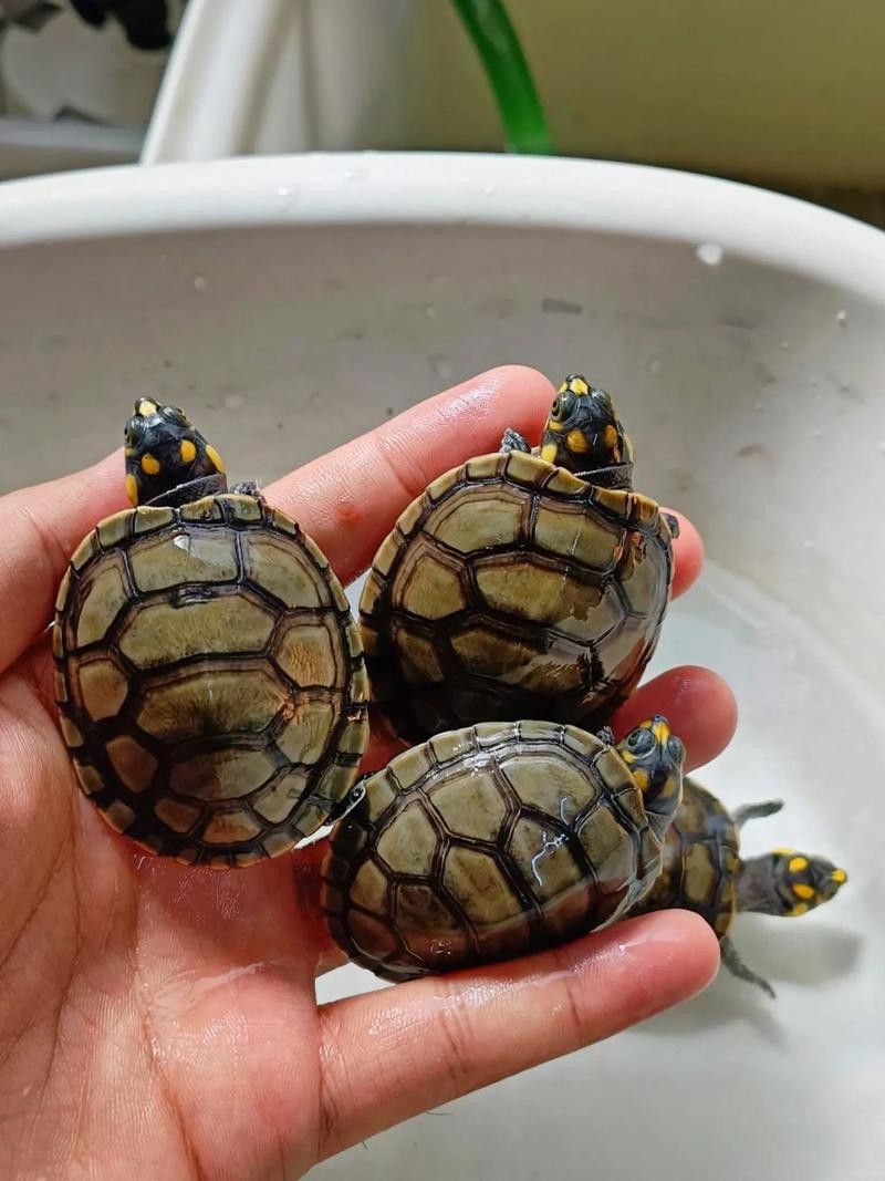 推薦一些適合與龍魚混養的烏龜品種
