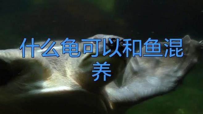 推薦一些適合與龍魚混養的烏龜品種