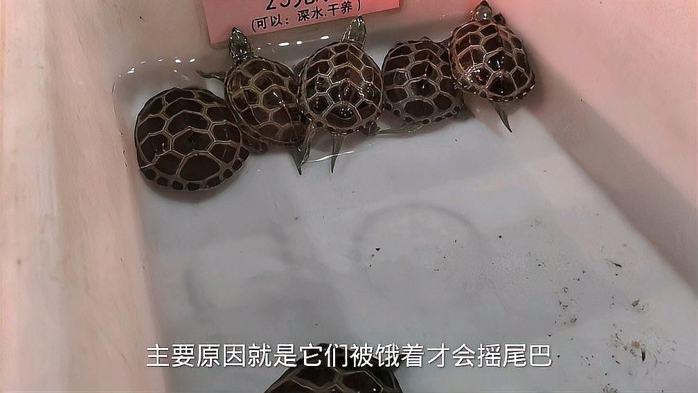 推薦一些適合與龍魚混養的烏龜品種