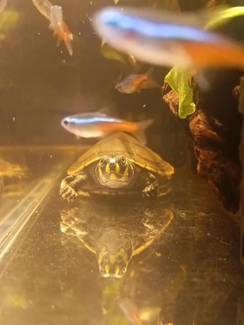 推薦一些適合與龍魚混養的烏龜品種