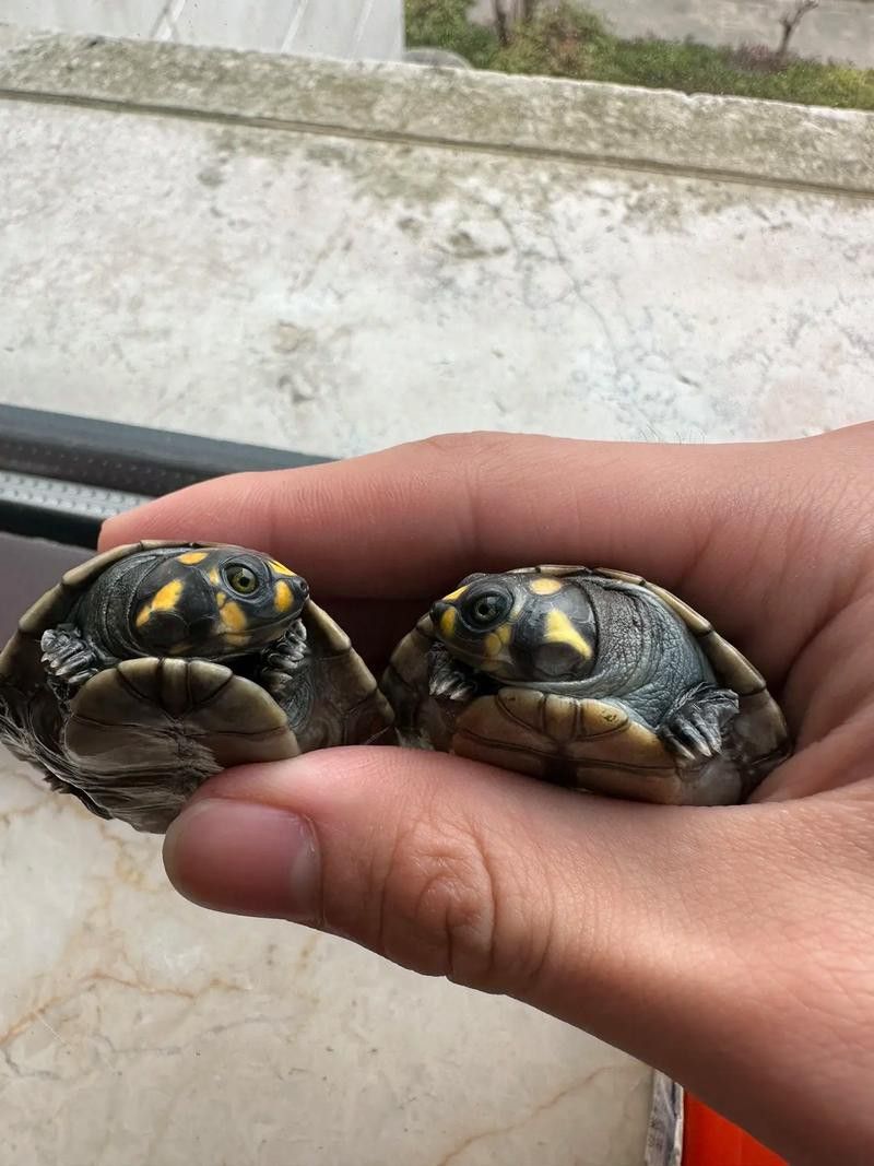 推薦一些適合與龍魚混養的烏龜品種