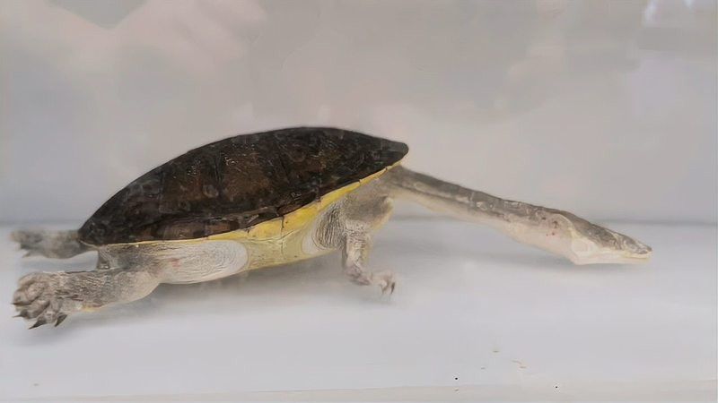 推薦一些適合與龍魚混養的烏龜品種