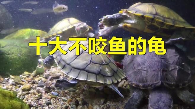 推薦一些適合與龍魚混養的烏龜品種