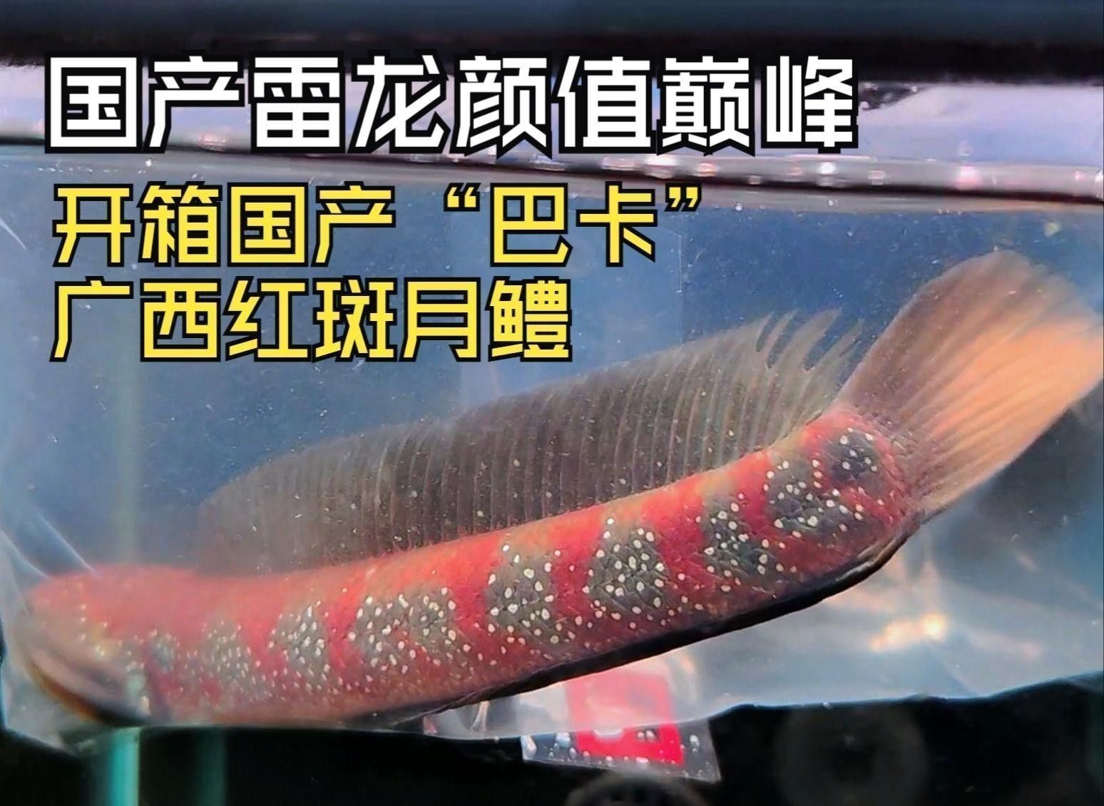 月鱧魚和雷龍魚哪個更受歡迎？