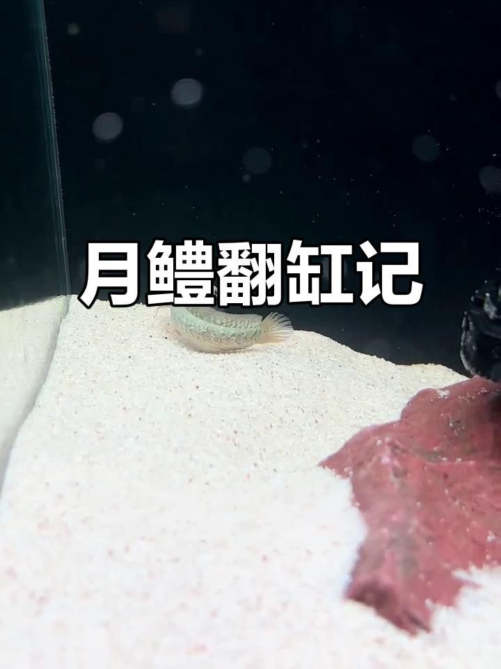 月鱧魚和雷龍魚哪個更受歡迎？