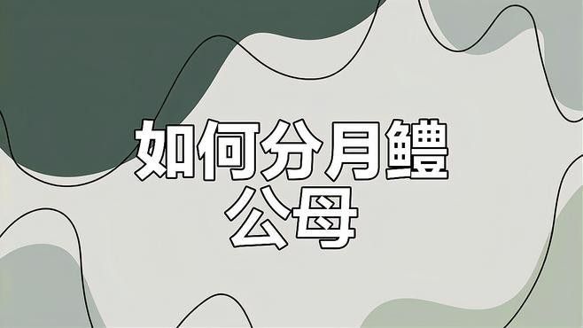 月鱧魚和雷龍魚哪個更受歡迎？