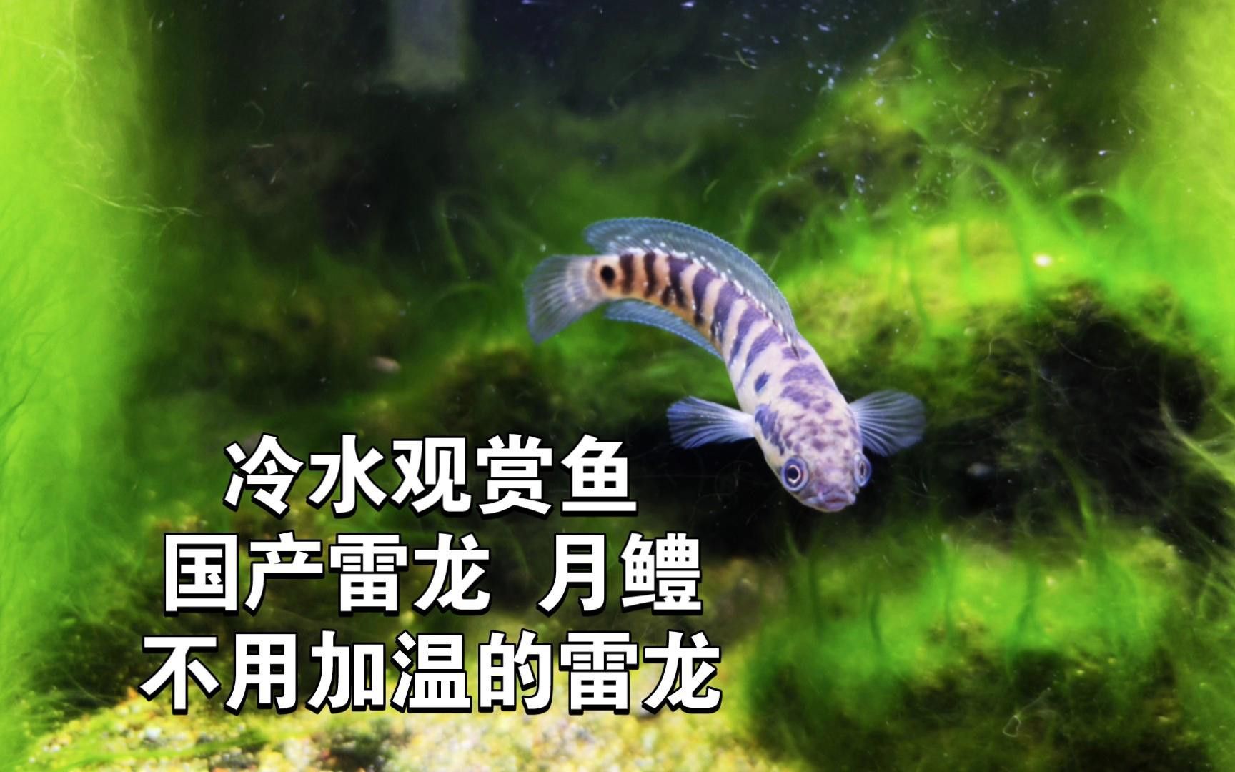 月鱧魚和雷龍魚哪個更受歡迎？