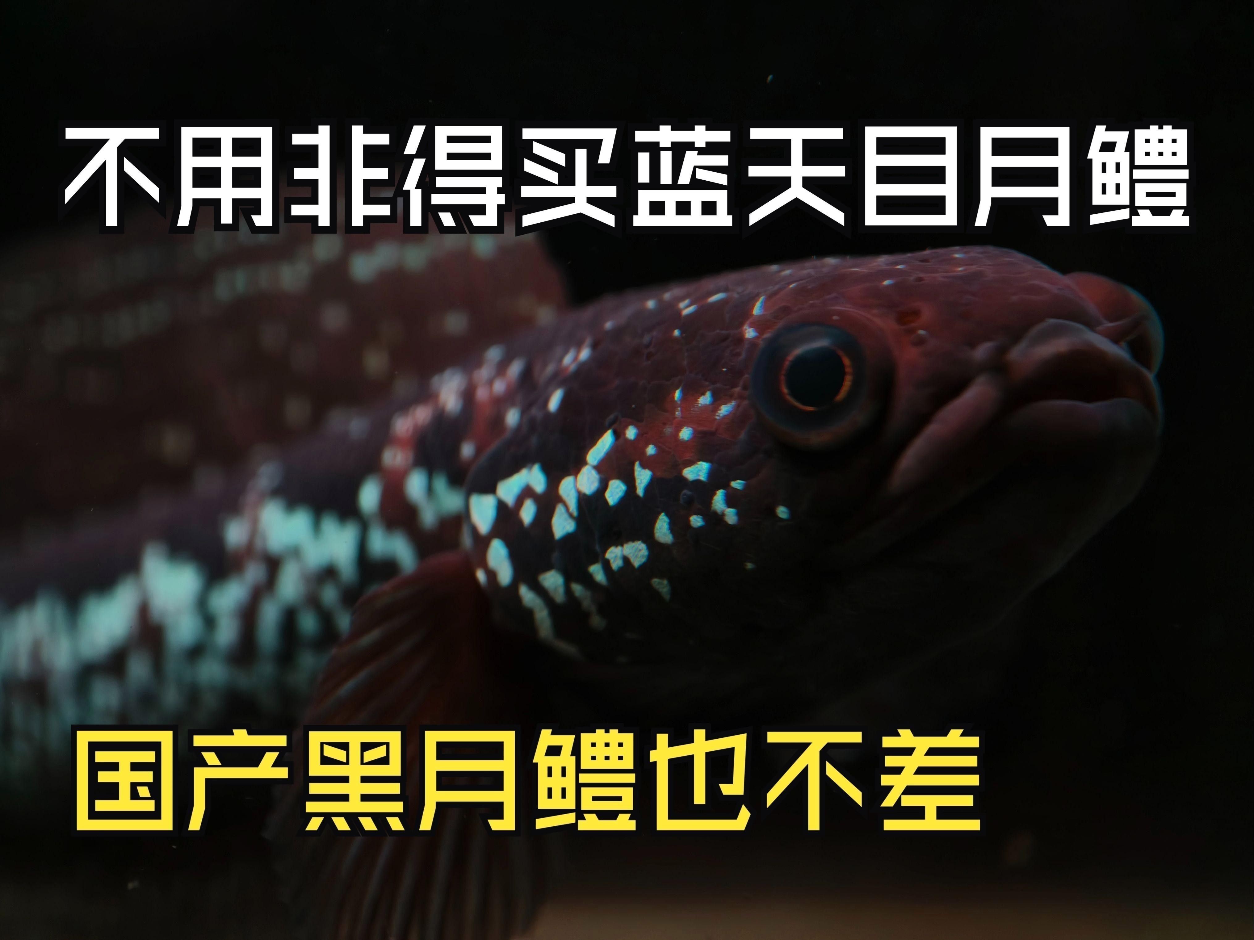 月鱧魚和雷龍魚哪個更受歡迎？