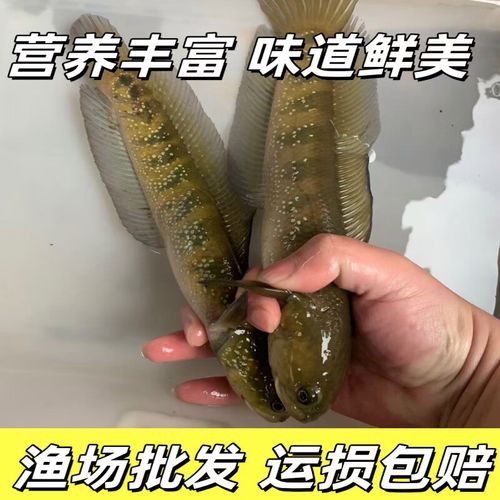 月鱧魚和雷龍魚哪個更受歡迎？
