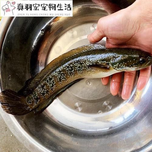 月鱧魚和雷龍魚哪個更受歡迎？