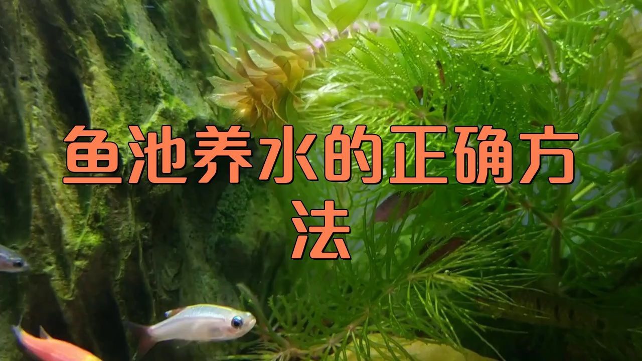 如何在魚缸中科學飼養七條魚？