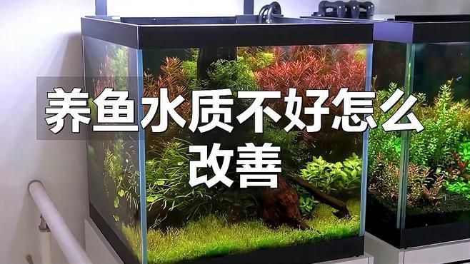 如何在魚缸中科學飼養七條魚？