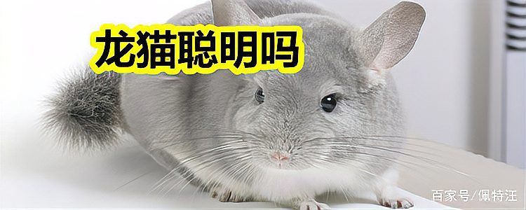 如何評估龍貓的智力進步？