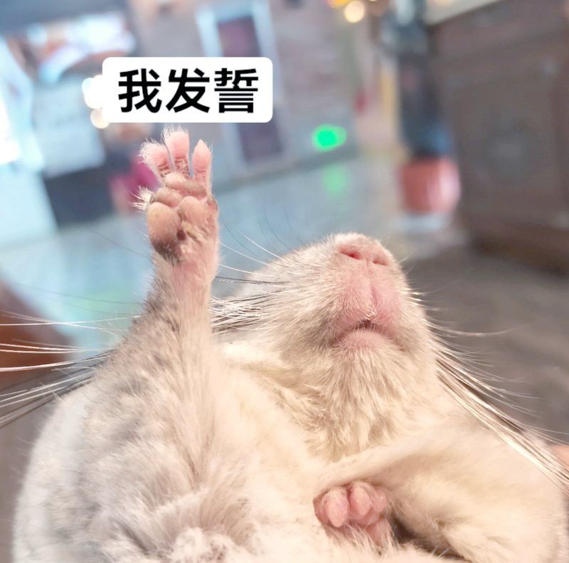 如何評估龍貓的智力進步？