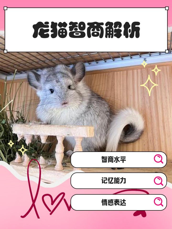 如何評估龍貓的智力進步？