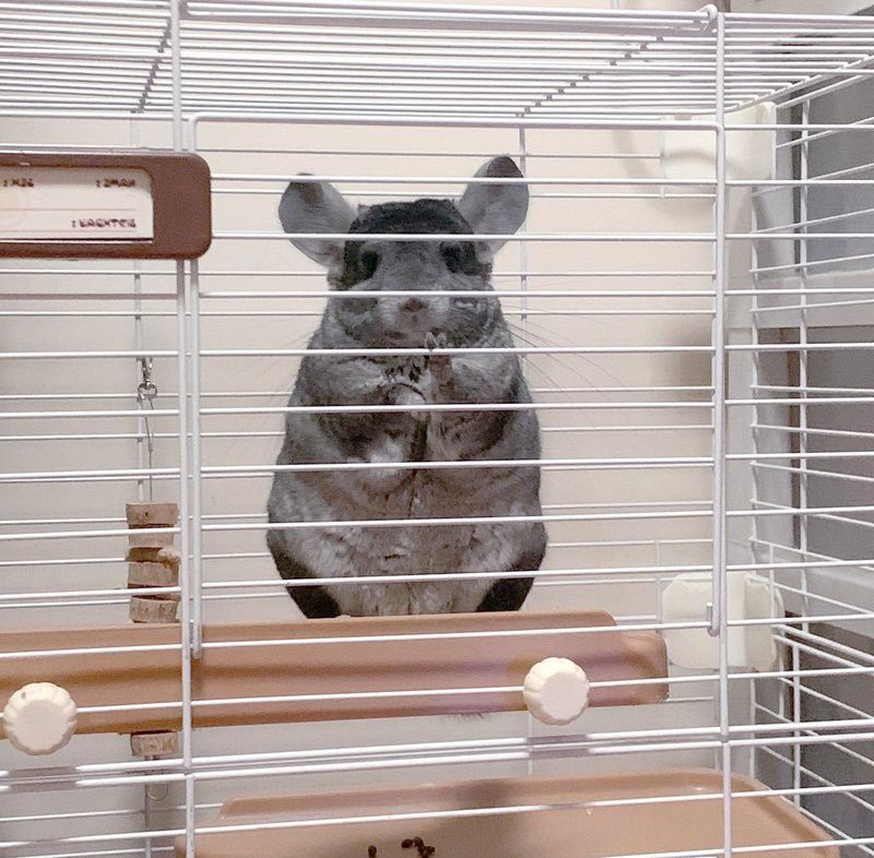 如何評估龍貓的智力進步？