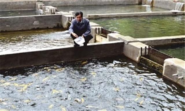 銀龍魚苗飼料成本優(yōu)化：銀龍魚苗飼料成本優(yōu)化方法