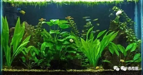 銀龍魚苗飼料成本優(yōu)化：銀龍魚苗飼料成本優(yōu)化方法