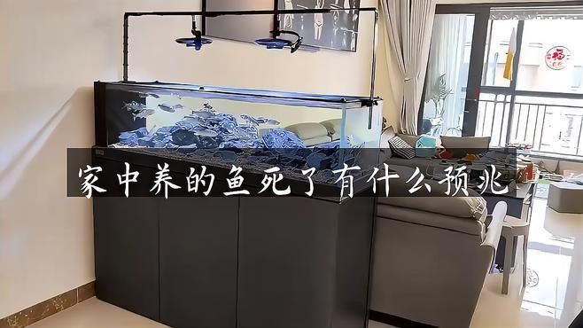 養的金龍魚死了代表什么
