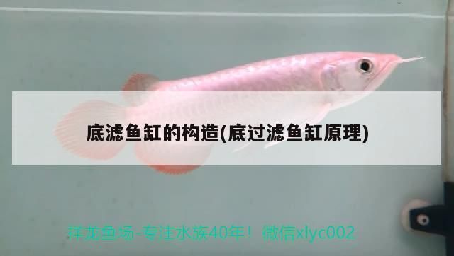 底濾魚缸的構造(底過濾魚缸原理)