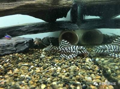 帝王迷宮魚紋路的保護作用：帝王迷宮魚幼魚與成魚的區別
