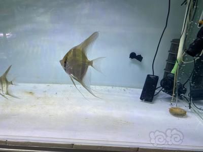 帝王迷宮魚紋路的保護作用：帝王迷宮魚幼魚與成魚的區別