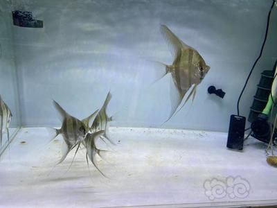 帝王迷宮魚紋路的保護作用：帝王迷宮魚幼魚與成魚的區別