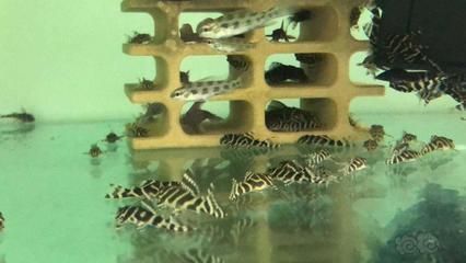 帝王迷宮魚紋路的保護作用：帝王迷宮魚幼魚與成魚的區別