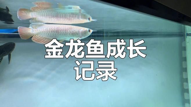 金龍魚苗價格多少錢一只