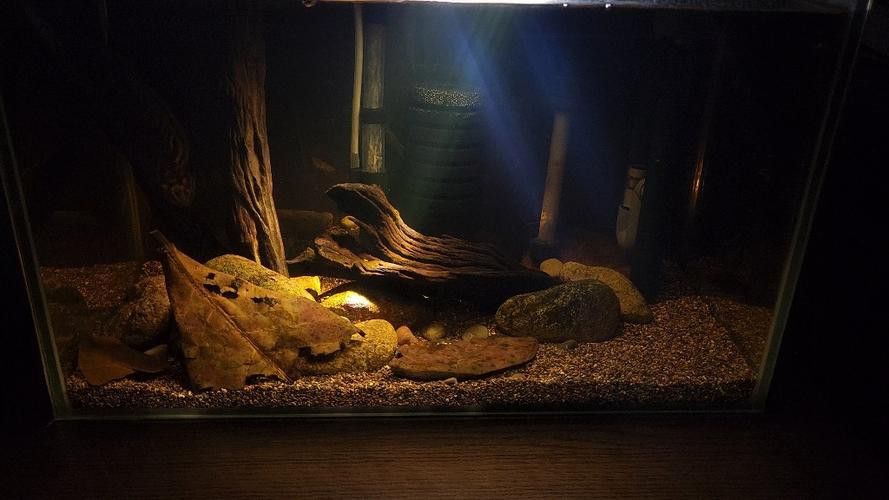 七彩雷龍魚好養嗎百度貼吧