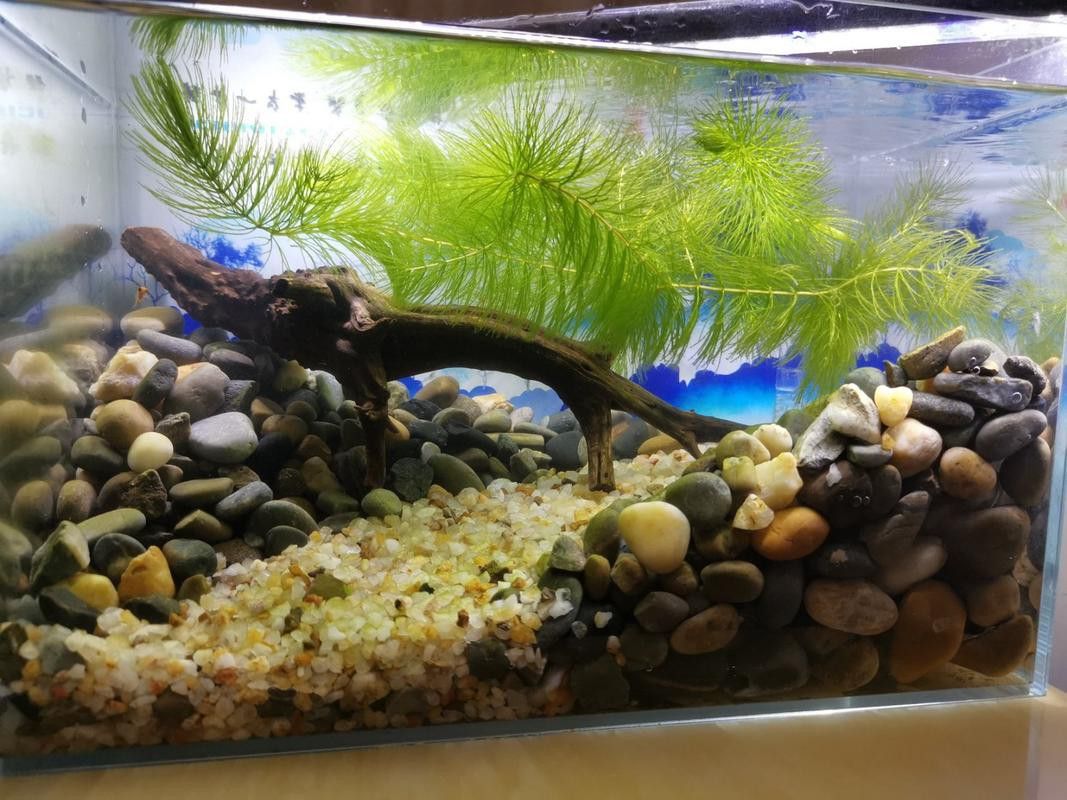 七彩雷龍魚好養嗎百度貼吧