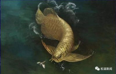 金龍魚骨骼：金龍魚的骨骼系統是什么？ 金龍魚骨骼：金龍魚的骨骼系統是什么？ 龍魚百科