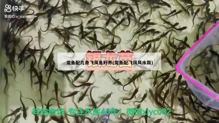 龍魚配幾條飛鳳魚最好看：龍魚與飛鳳魚混養注意事項，龍魚飛鳳魚混養注意事項