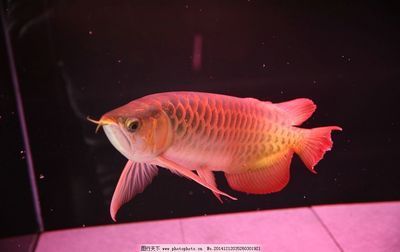 印尼紅龍魚(yú)鑒賞，90%的人都沒(méi)見(jiàn)過(guò)