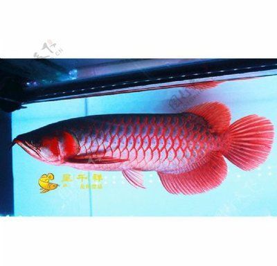 印尼紅龍魚(yú)鑒賞，90%的人都沒(méi)見(jiàn)過(guò)