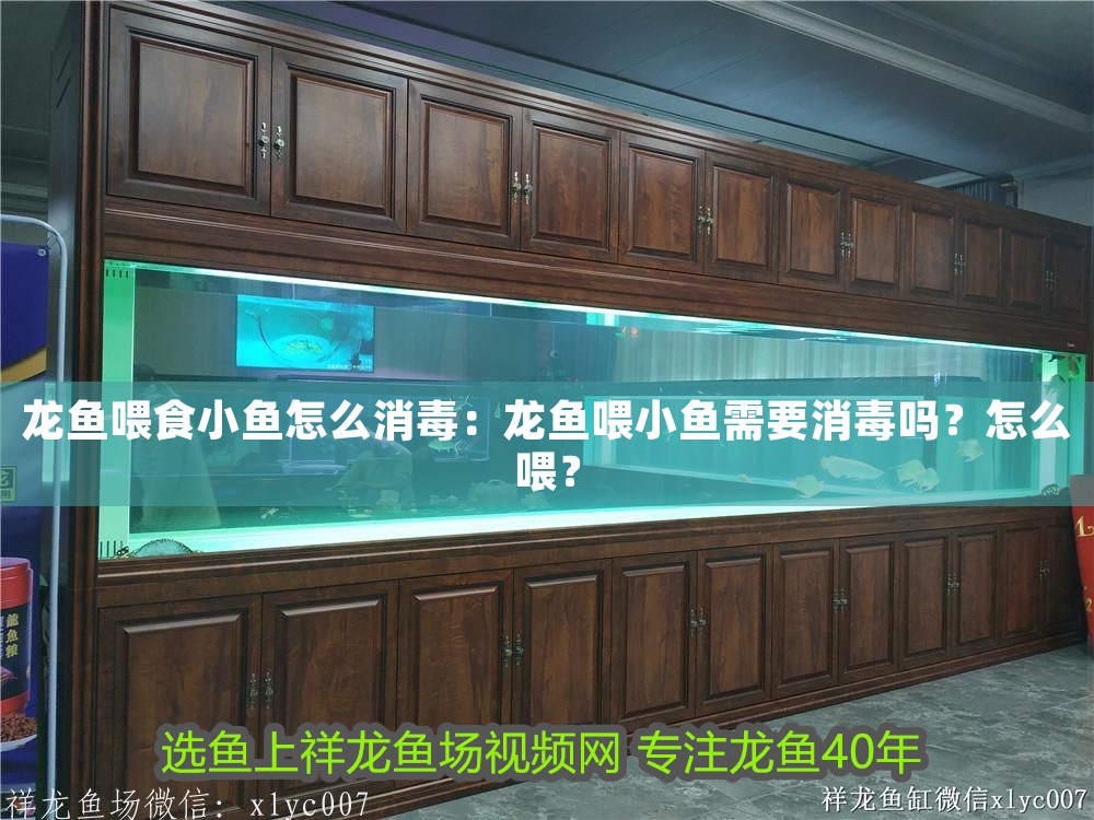 龍魚喂食小魚怎么消毒：龍魚喂小魚需要消毒嗎？怎么喂？