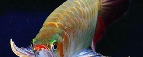 養龍魚要多深的缸：養龍魚的缸深度一般是多少？