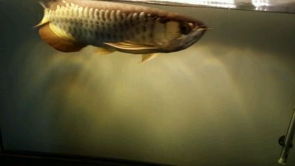 金龍魚撞缸能死嗎：金龍魚撞缸能死嗎金龍魚撞缸能死嗎飼養者應該注意什么