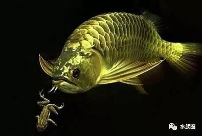 龍魚開缸步驟（龍魚開缸后如何養水,硝化細菌添加的最佳時機和作用）