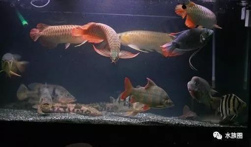 龍魚開缸步驟（龍魚開缸后如何養水,硝化細菌添加的最佳時機和作用）