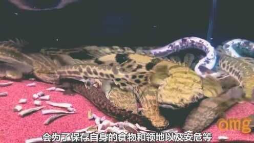 恐龍王魚品種大全