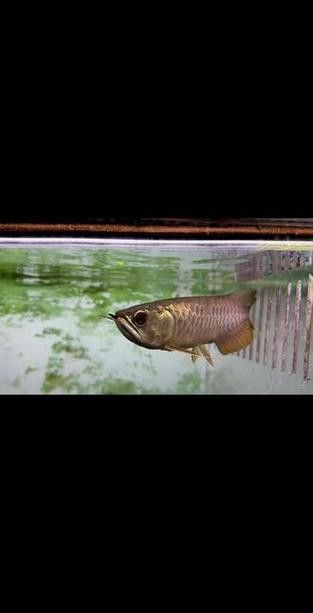 如何鑒別真假李亞四金龍？