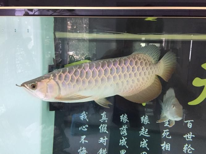 如何鑒別真假李亞四金龍？